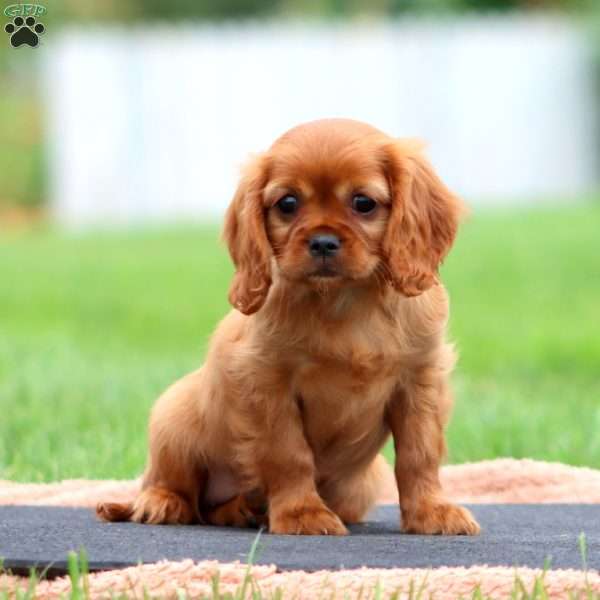 Ruby, Cavalier King Charles Spaniel Puppy