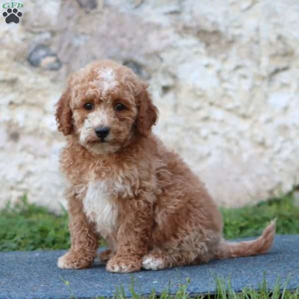 Ruby, Mini Goldendoodle Puppy