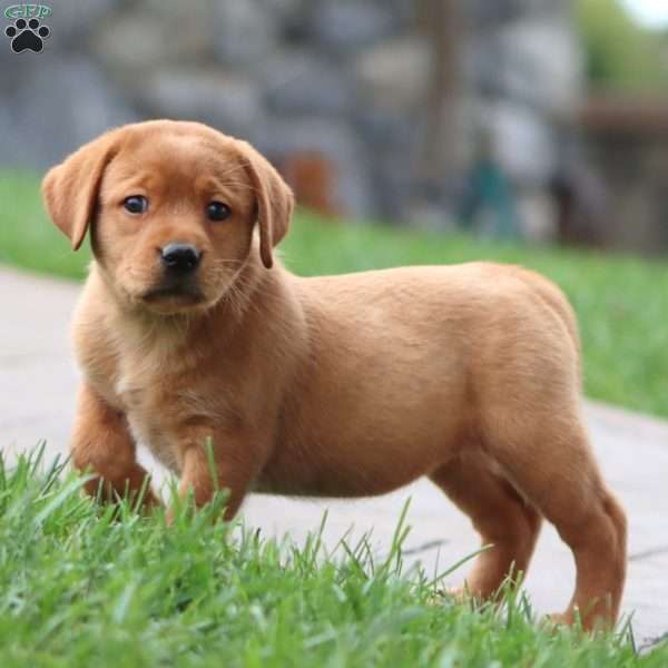 Ruby, Fox Red Labrador Retriever Puppy