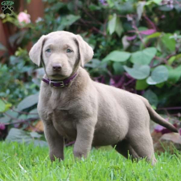 Ruby, Silver Labrador Retriever Puppy