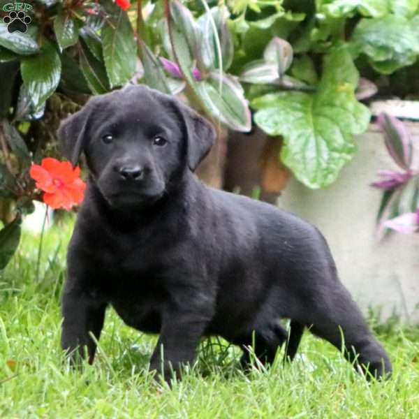 Ruby, Black Labrador Retriever Puppy