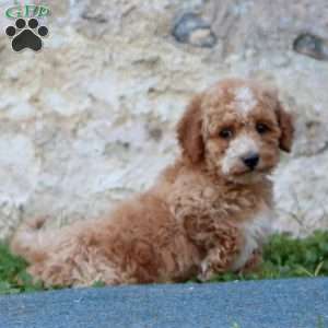 Ruby, Mini Goldendoodle Puppy