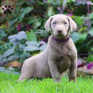 Ruby, Silver Labrador Retriever Puppy