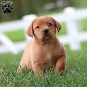 Ruby, Fox Red Labrador Retriever Puppy