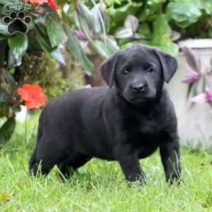 Ruby, Black Labrador Retriever Puppy