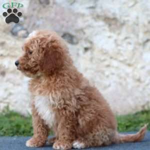 Ruby, Mini Goldendoodle Puppy