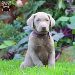 Ruby, Silver Labrador Retriever Puppy