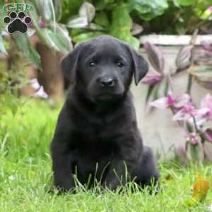 Ruby, Black Labrador Retriever Puppy