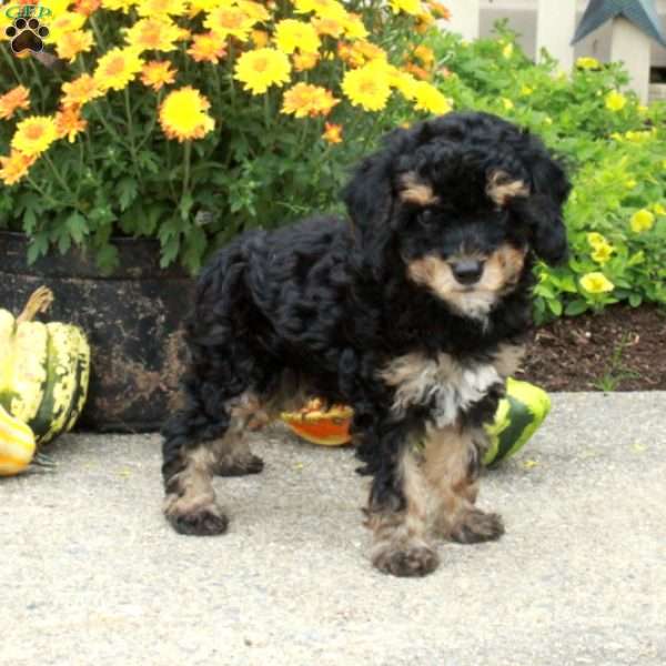 Rudy, Miniature Poodle Puppy