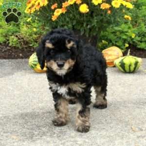 Rudy, Miniature Poodle Puppy