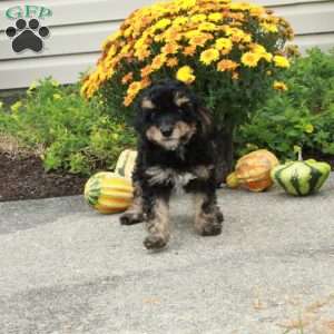 Rudy, Miniature Poodle Puppy