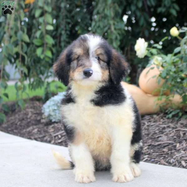 Russell, Bernedoodle Puppy