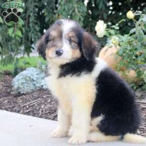 Russell, Bernedoodle Puppy