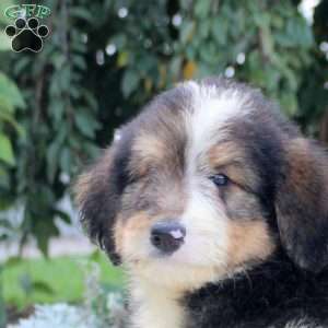 Russell, Bernedoodle Puppy
