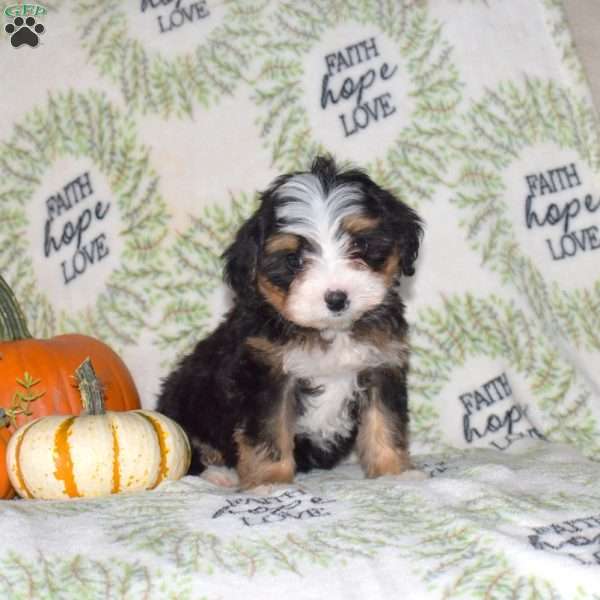 Rusty, Mini Bernedoodle Puppy