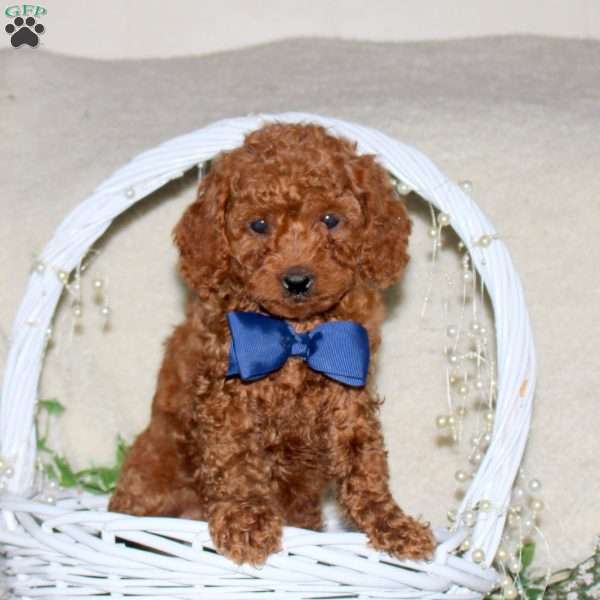 Rusty, Cavapoo Puppy