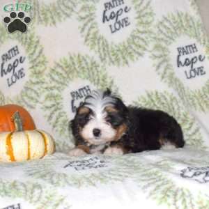 Rusty, Mini Bernedoodle Puppy