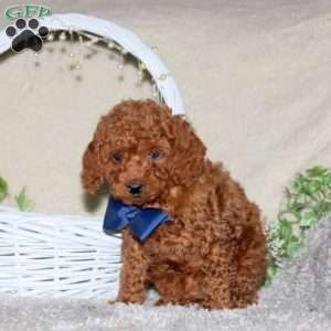 Rusty, Cavapoo Puppy