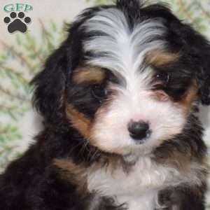 Rusty, Mini Bernedoodle Puppy