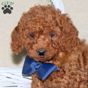 Rusty, Cavapoo Puppy