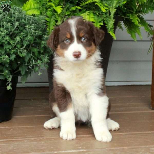 Ruthie, Australian Shepherd Puppy