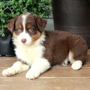 Ruthie, Australian Shepherd Puppy
