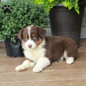 Ruthie, Australian Shepherd Puppy