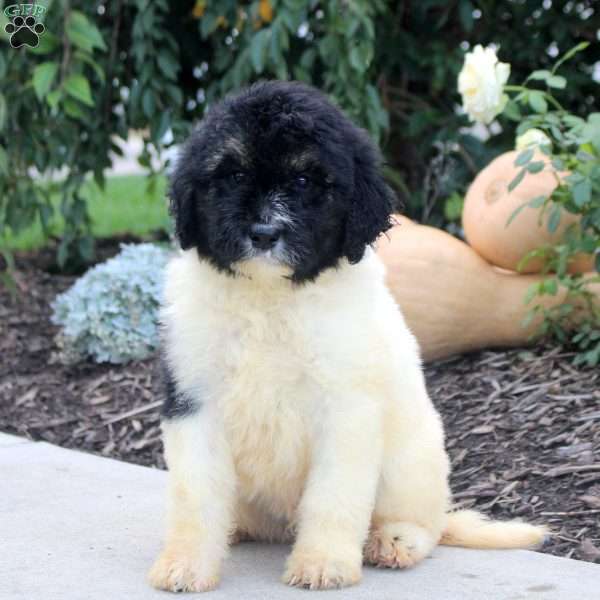 Ryan, Bernedoodle Puppy