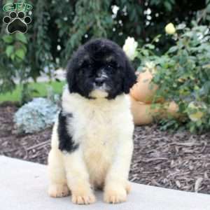 Ryan, Bernedoodle Puppy