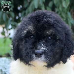 Ryan, Bernedoodle Puppy