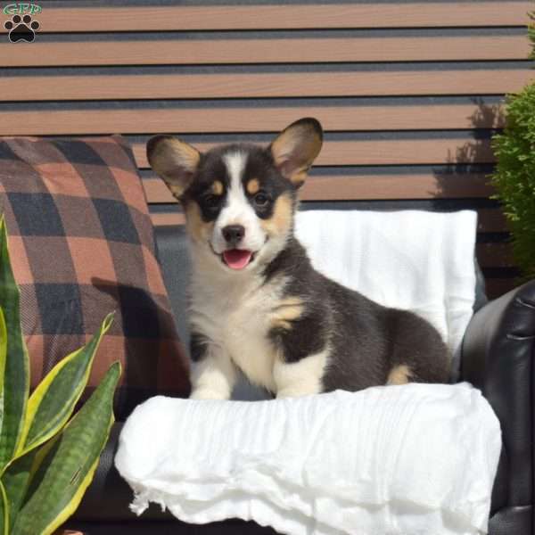 Ryder, Pembroke Welsh Corgi Puppy