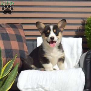 Ryder, Pembroke Welsh Corgi Puppy