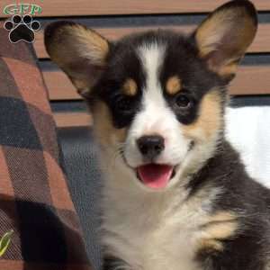 Ryder, Pembroke Welsh Corgi Puppy