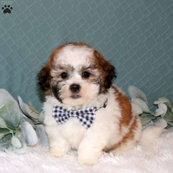 Ryder, Teddy Bear Puppy