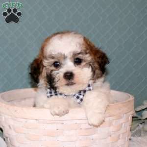 Ryder, Teddy Bear Puppy