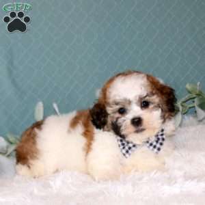Ryder, Teddy Bear Puppy