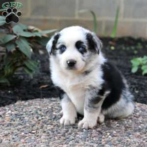 Ryder, Border Collie Mix Puppy