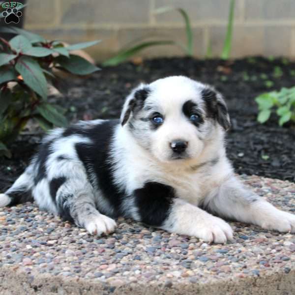 Ryder, Border Collie Mix Puppy