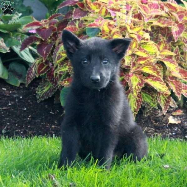 Sabrina, German Shepherd Puppy