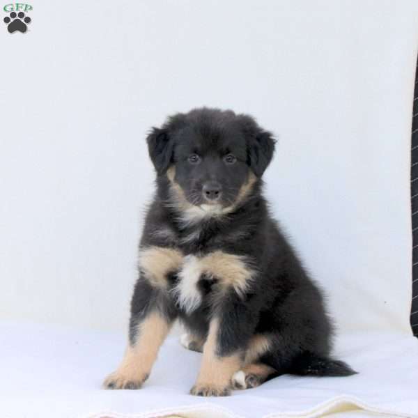 Sabrina, Australian Shepherd Puppy