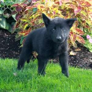 Sabrina, German Shepherd Puppy