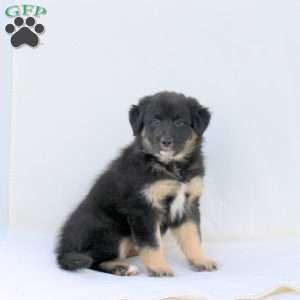 Sabrina, Australian Shepherd Puppy