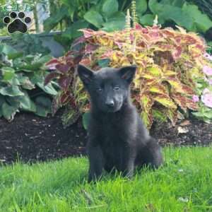 Sabrina, German Shepherd Puppy