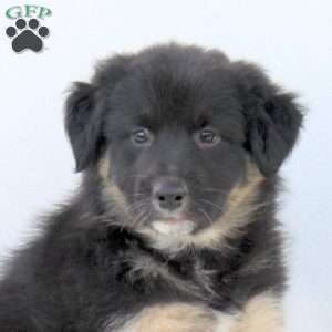 Sabrina, Australian Shepherd Puppy