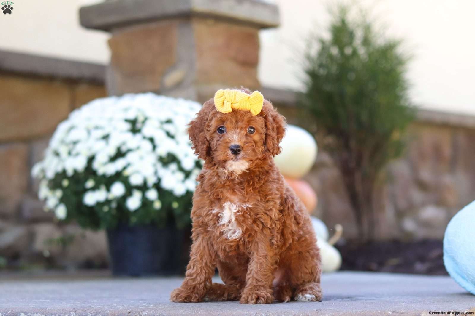 Sage (Cockapoo, Female) in Millersburg, OH