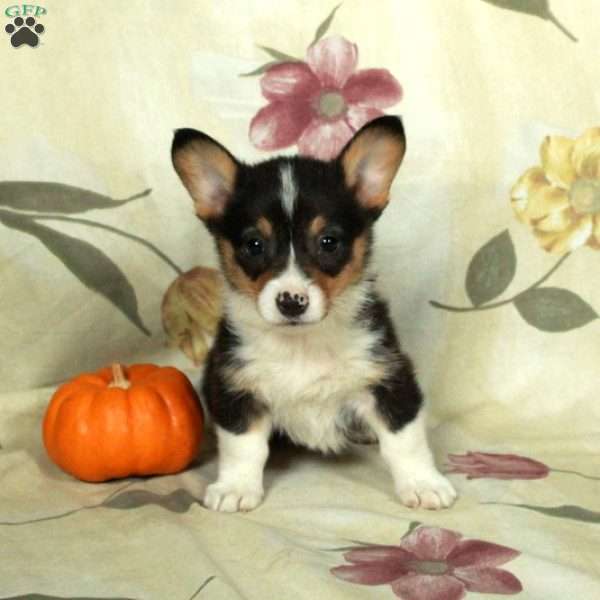 Sage, Pembroke Welsh Corgi Puppy