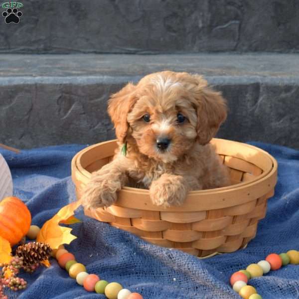 Sage, Cavapoo Puppy