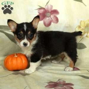 Sage, Pembroke Welsh Corgi Puppy