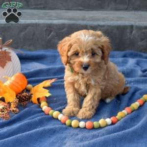 Sage, Cavapoo Puppy