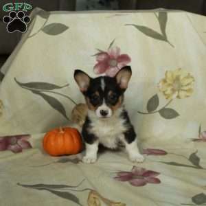 Sage, Pembroke Welsh Corgi Puppy